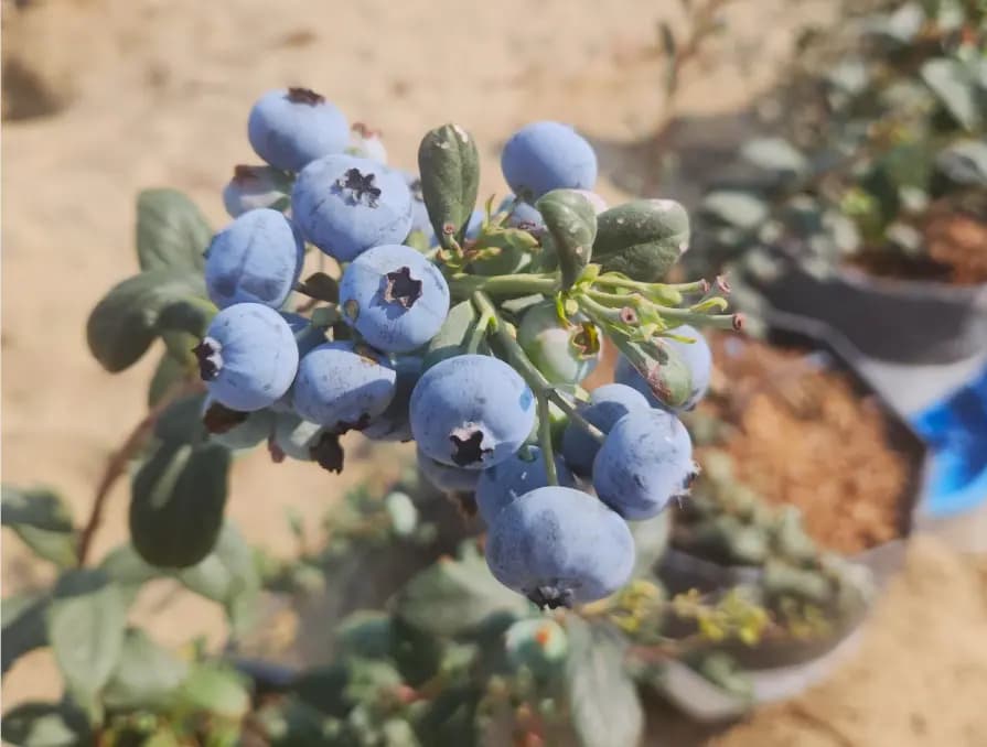 Arándanos MegaCrisp