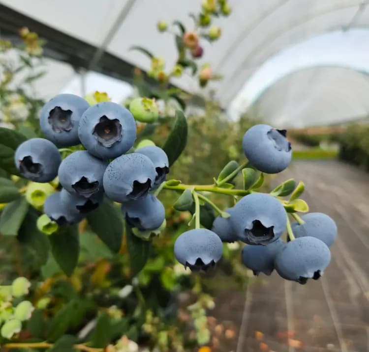 Arándanos MegaEarly