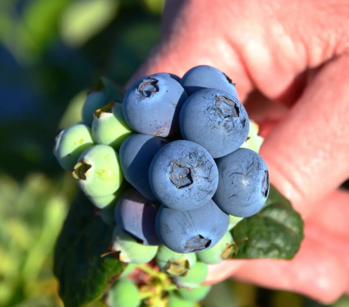 Arándanos Sweet Duchess