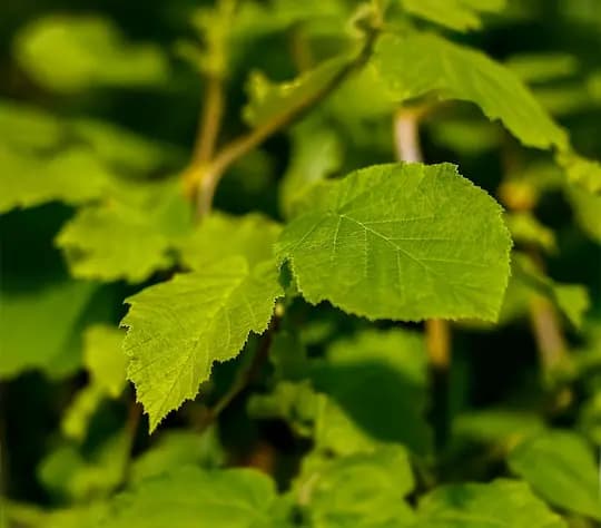 Avellanos