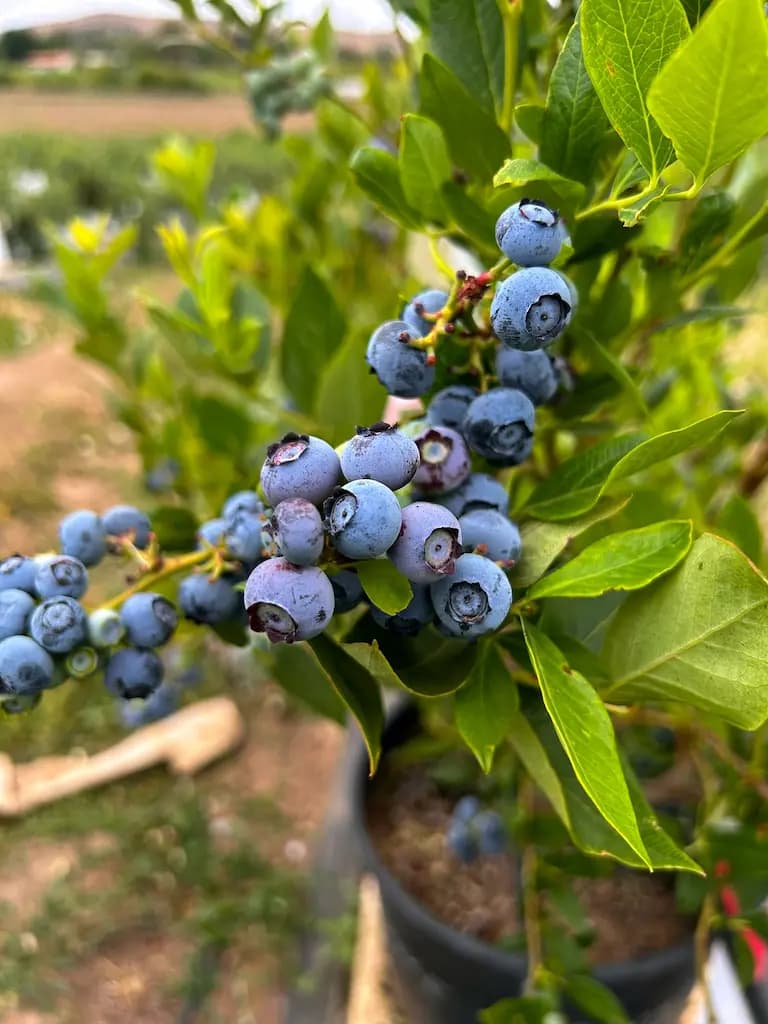 Arándanos Duke - Miniatura 1