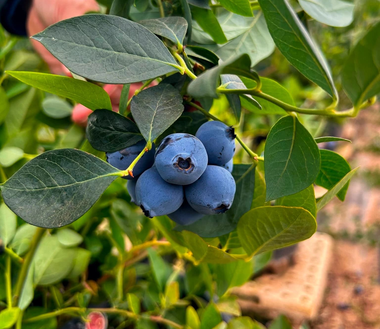 Arándanos Legacy - Miniatura 1