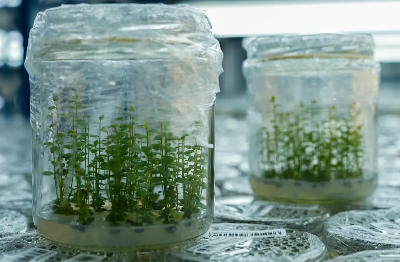 Producción de plantas