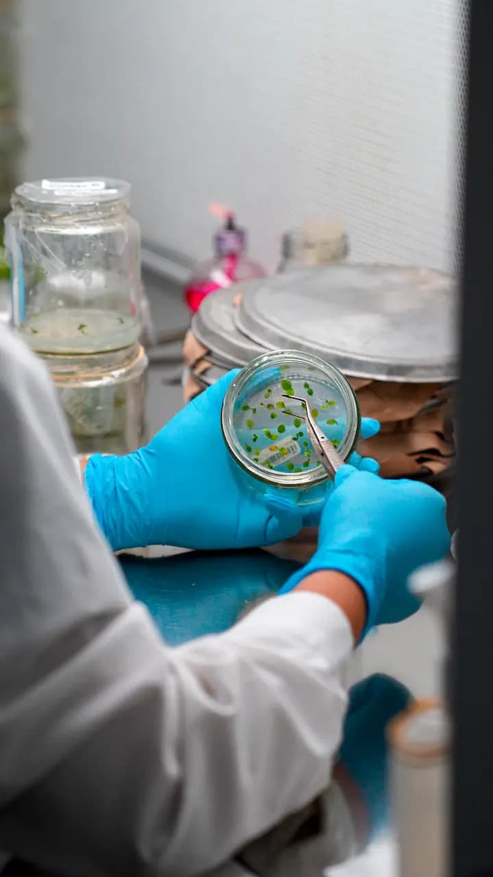 Internación de material vegetal