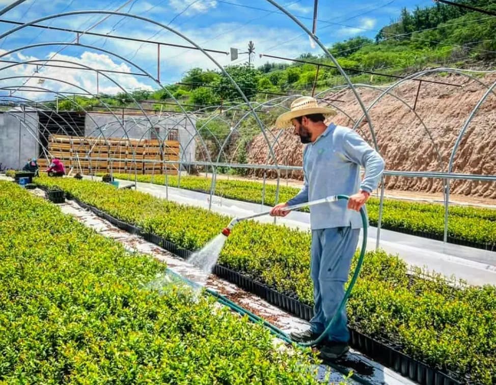 Producción Exponencial