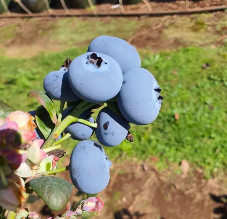 Arándanos MegaOne - Miniatura 1