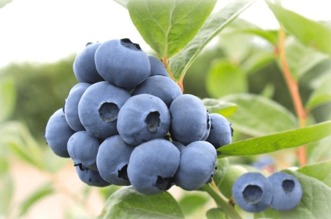 Arándanos Megas Blue