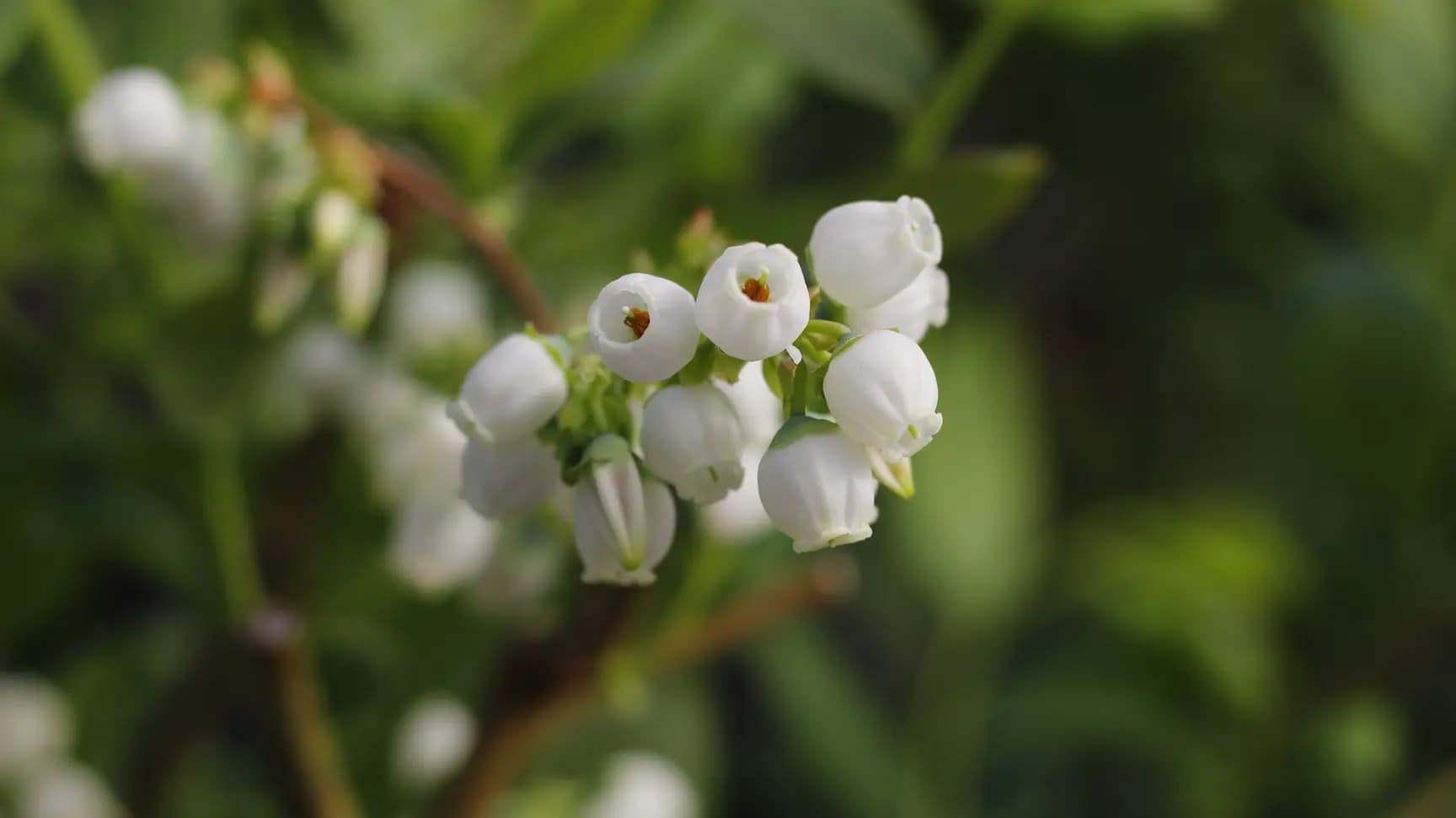 Diagnóstico fitosanitario en arándanos: Multiplex y SynergiaBIO optimizan la certificación de material vegetal