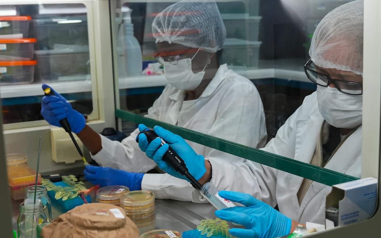 Desarrollo de bioproducto para el control de patógenos en la agricultura moderna mediante la biotecnología en plantas nativas chilenas 