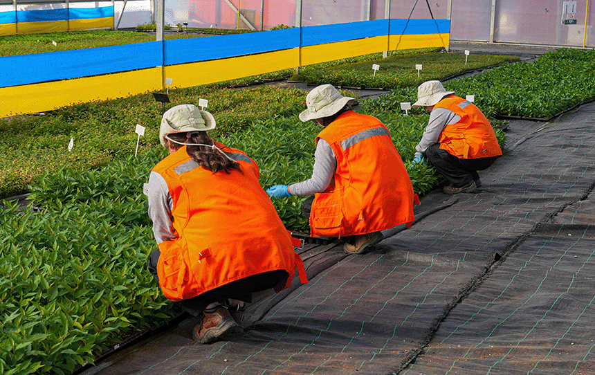 La trazabilidad de plantas: cómo SynergiaBIO protege la identidad varietal y la calidad