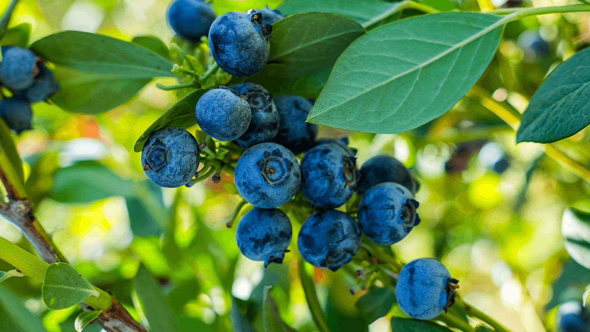 ¿Cuál es la mejor variedad de arándano para plantar? 6 factores para elegir