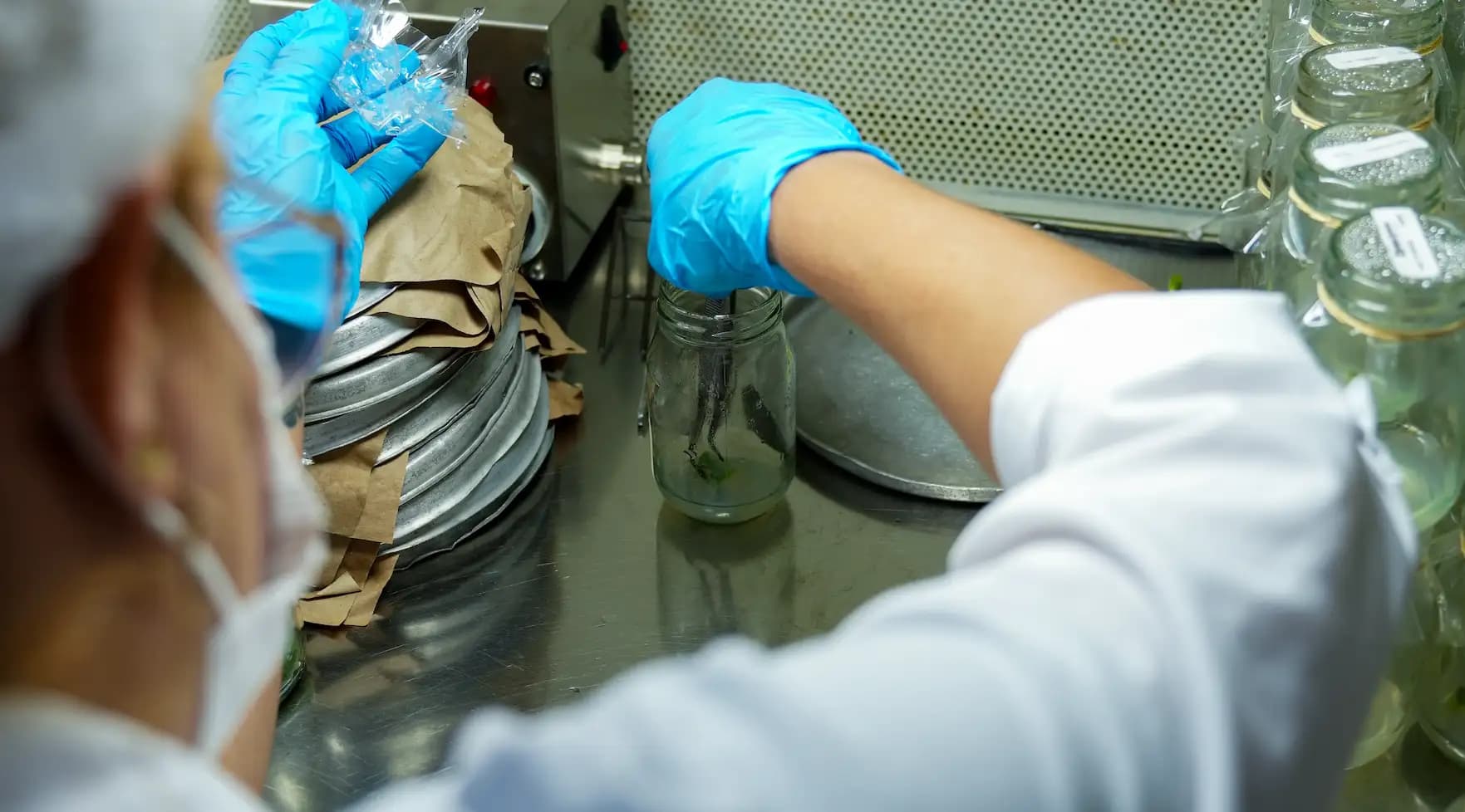 SynergiaBIO, líder mundial en propagación de plantas de alta calidad genética y fitosanitaria