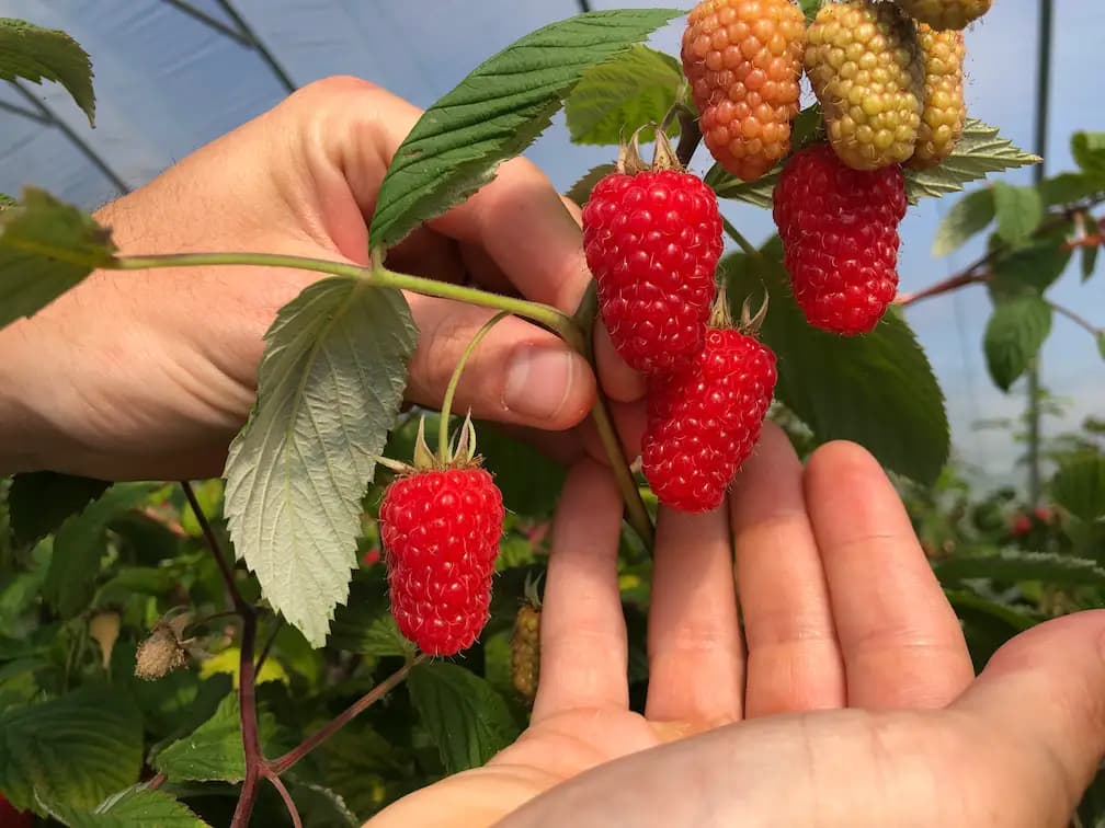 Frambuesos Glen Carron - Imagen principal