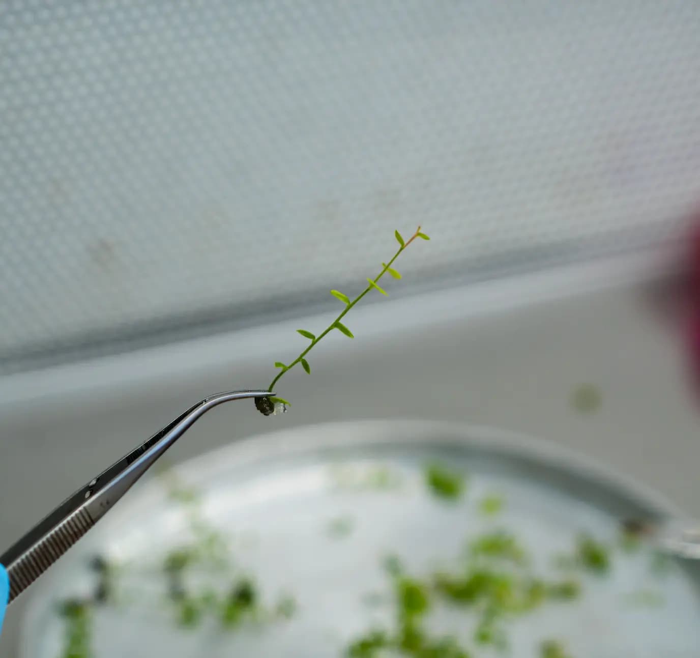 SynergiaBIO: biotecnología e innovación