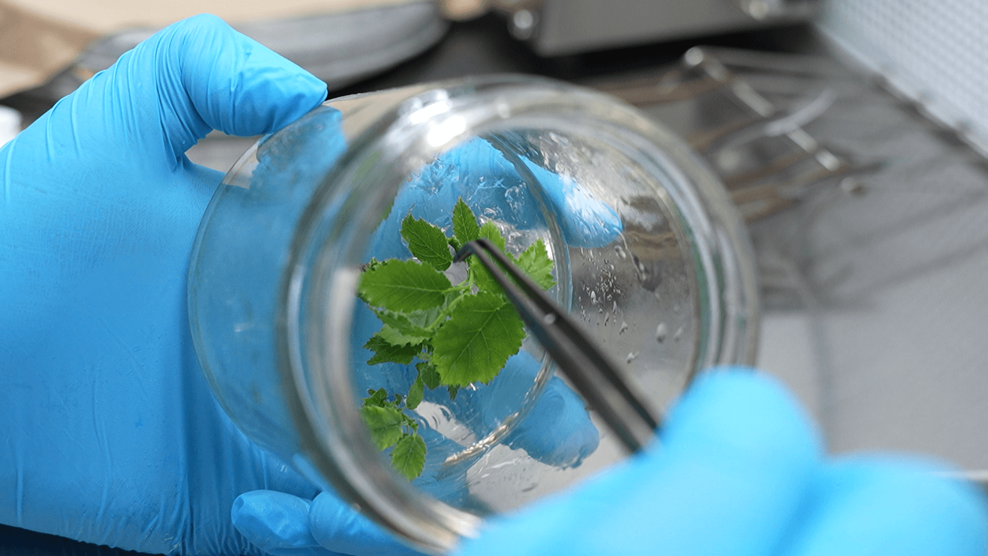 Multiplicación in vitro del avellano europeo: la clave para la rentabilidad y uniformidad de tu huerto